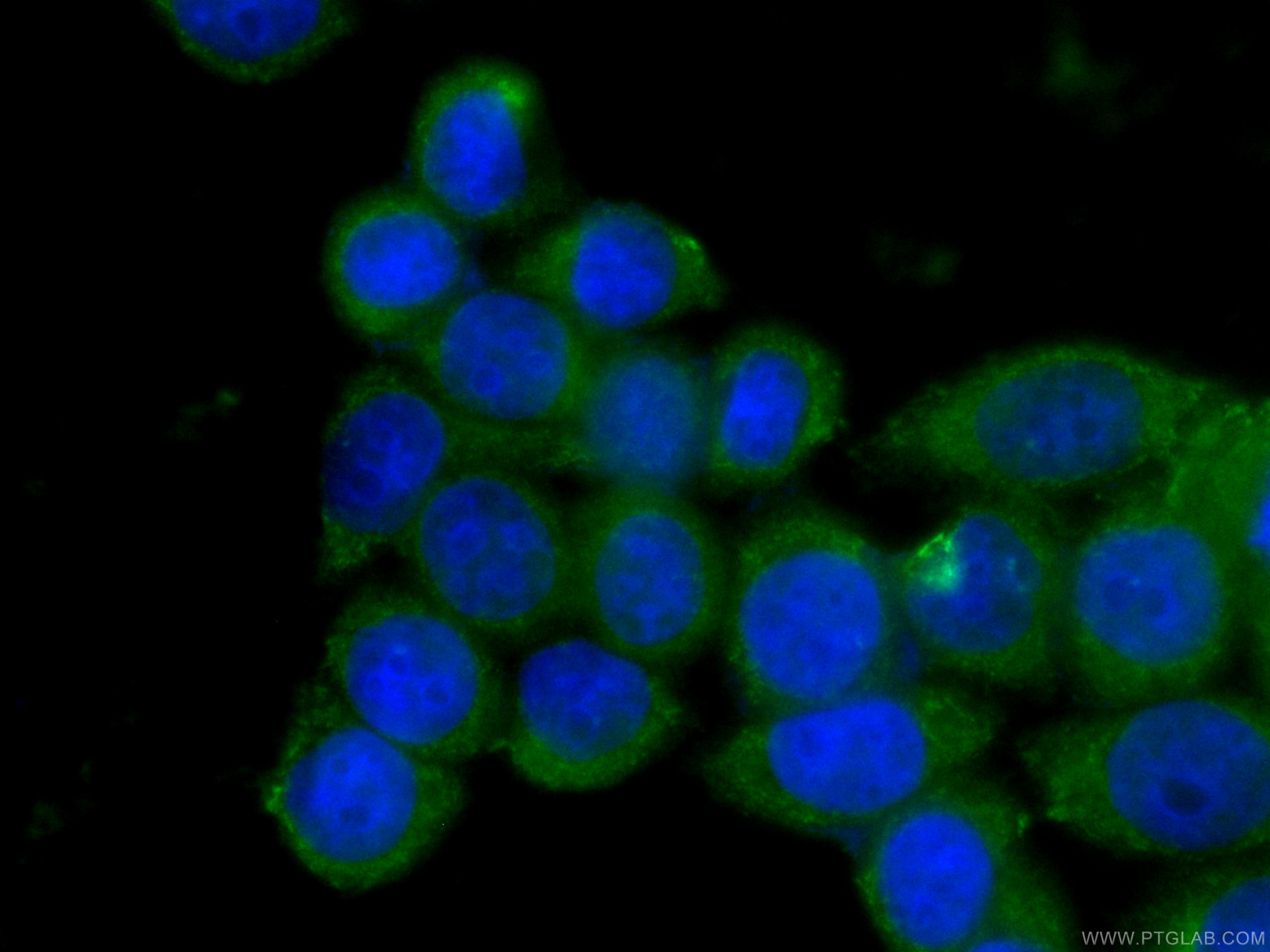 Immunofluorescence (IF) / fluorescent staining of HeLa cells using CoraLite® Plus 488-conjugated PCMT1 Monoclonal ant (CL488-60172)