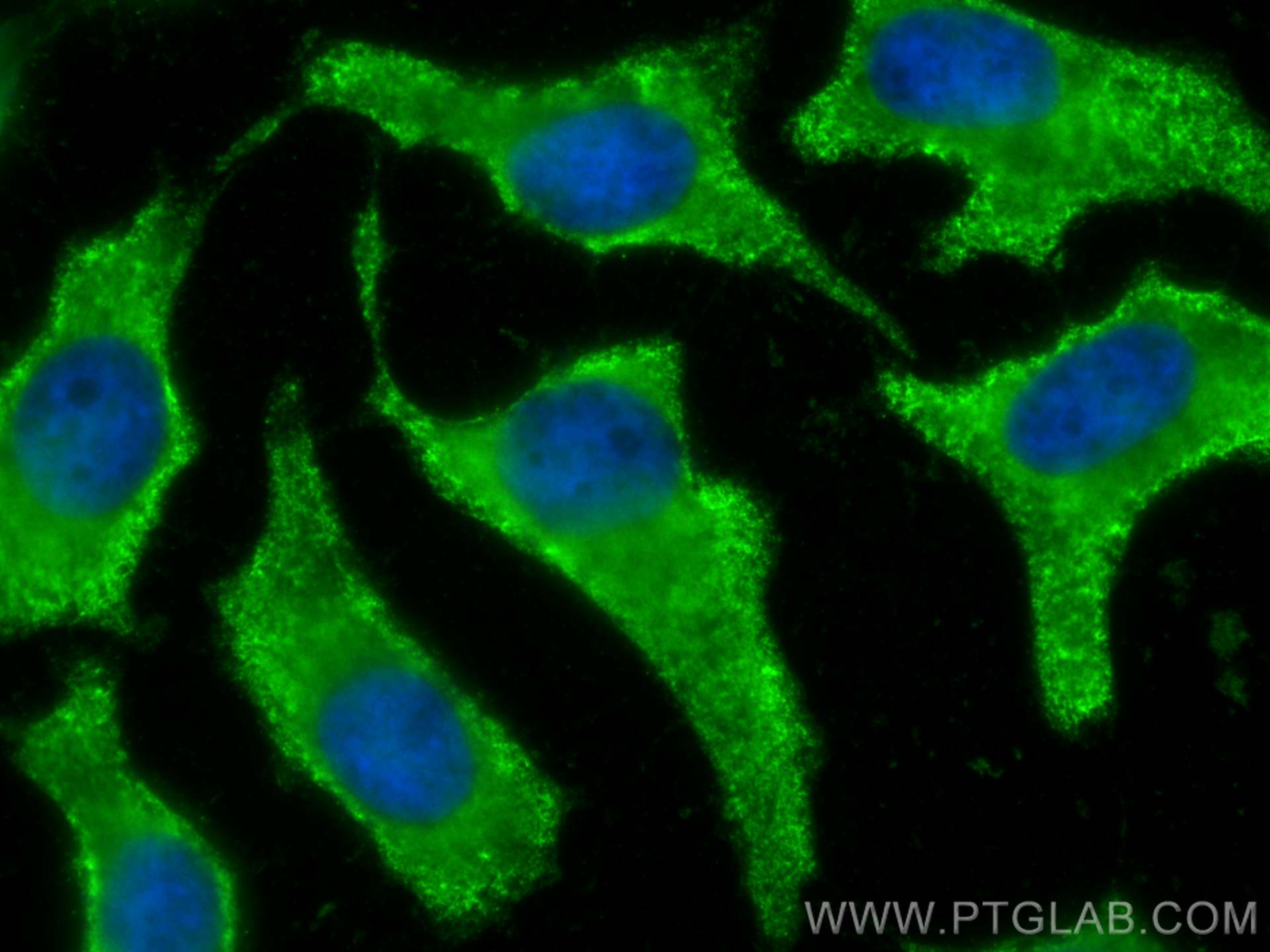 Immunofluorescence (IF) / fluorescent staining of HeLa cells using CoraLite® Plus 488-conjugated PCMT1 Monoclonal ant (CL488-60172)