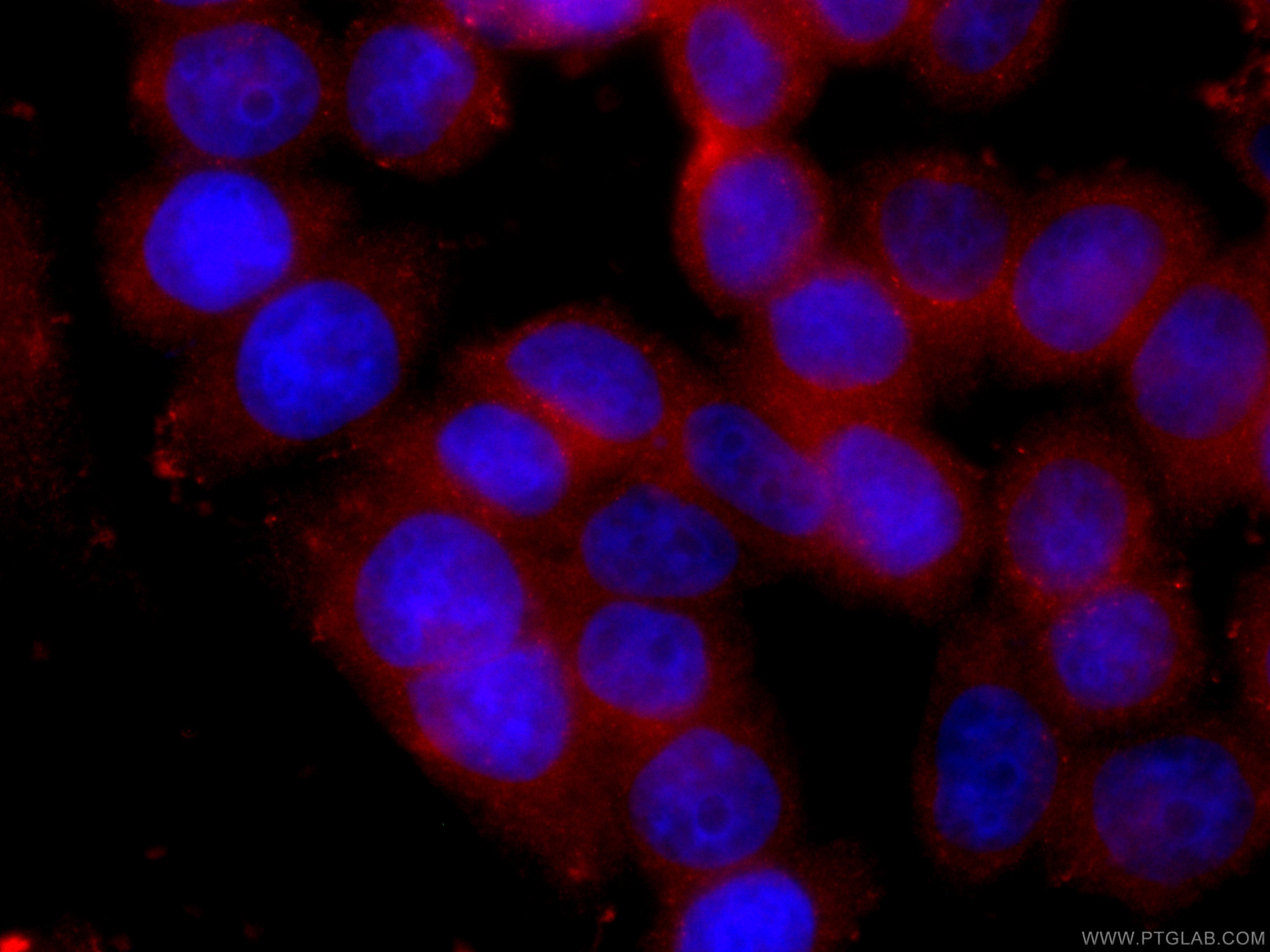 Immunofluorescence (IF) / fluorescent staining of HeLa cells using CoraLite®594-conjugated PCMT1 Monoclonal antibody (CL594-60172)