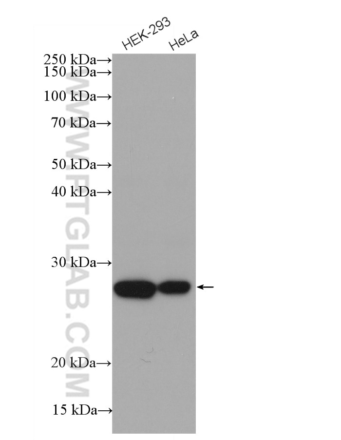 Western Blot (WB) analysis of HEK-293 cells using HRP-conjugated PCMT1 Monoclonal antibody (HRP-60172)