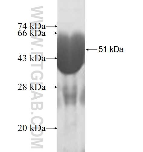 PCMT1 fusion protein Ag0811 SDS-PAGE