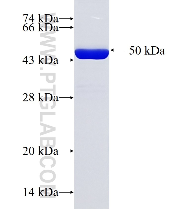 PCMT1 fusion protein Ag0811 SDS-PAGE