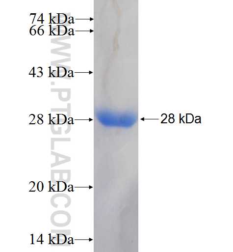 PCMT1 fusion protein Ag6277 SDS-PAGE