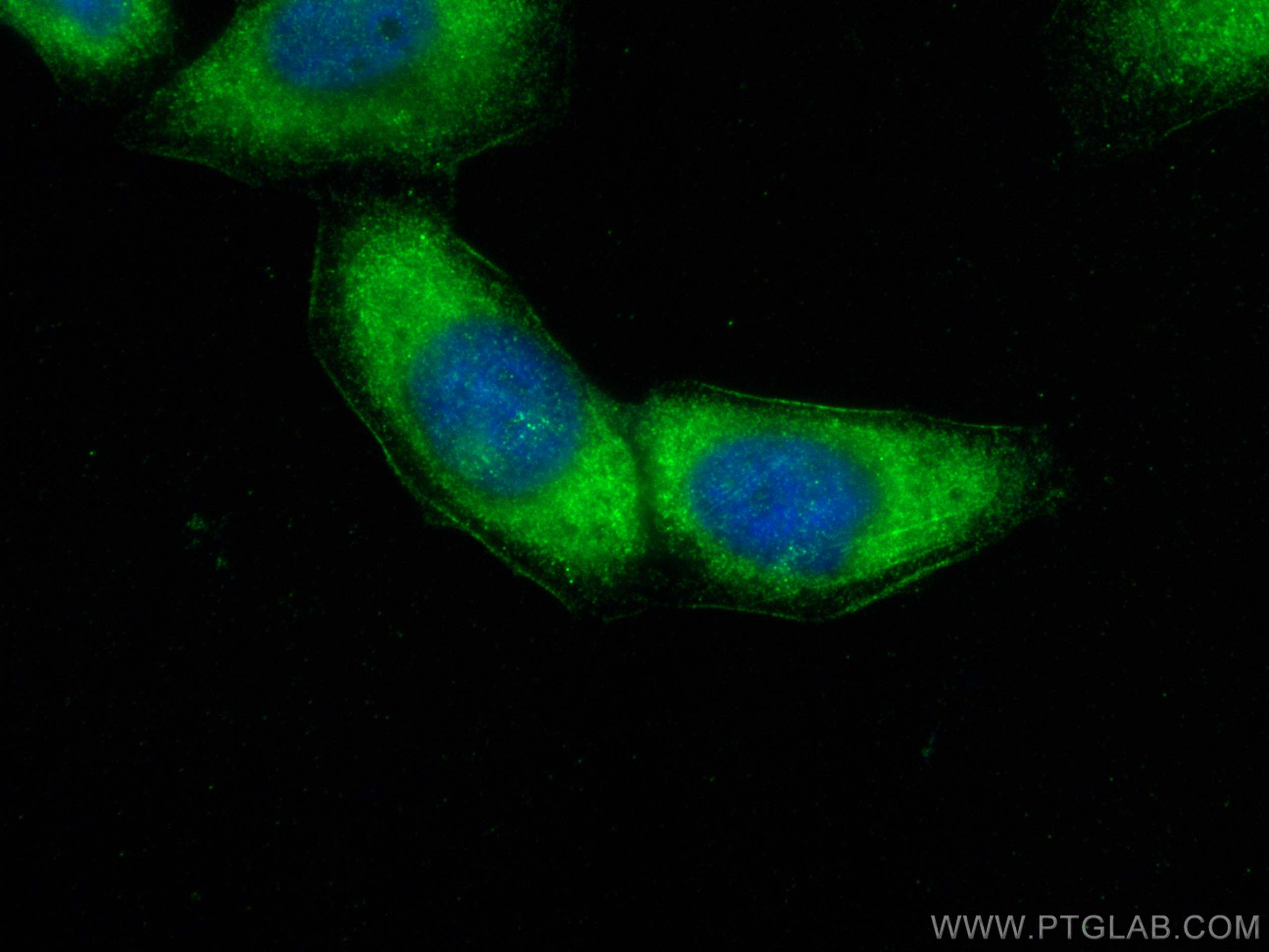 Immunofluorescence (IF) / fluorescent staining of HepG2 cells using PCMTD1 Polyclonal antibody (24425-1-AP)