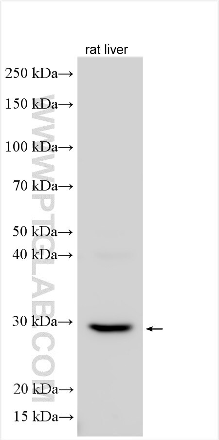 Western Blot (WB) analysis of various lysates using PCMTD1 Polyclonal antibody (24425-1-AP)