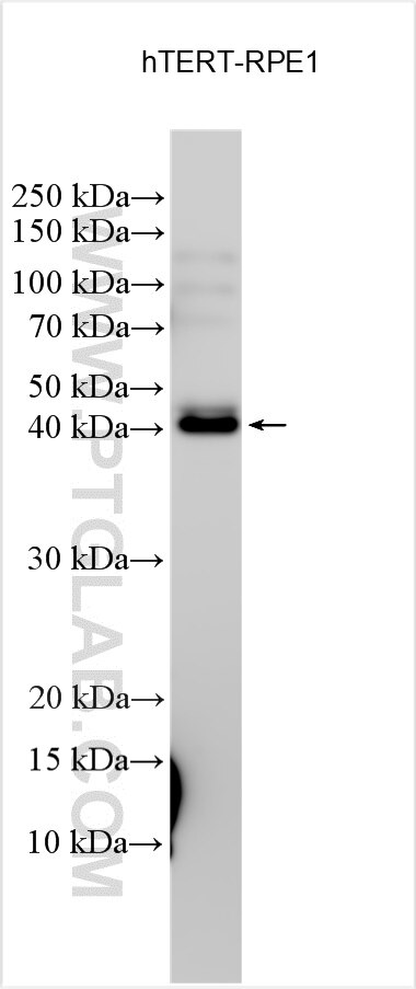 Western Blot (WB) analysis of various lysates using PCMTD1 Polyclonal antibody (24425-1-AP)