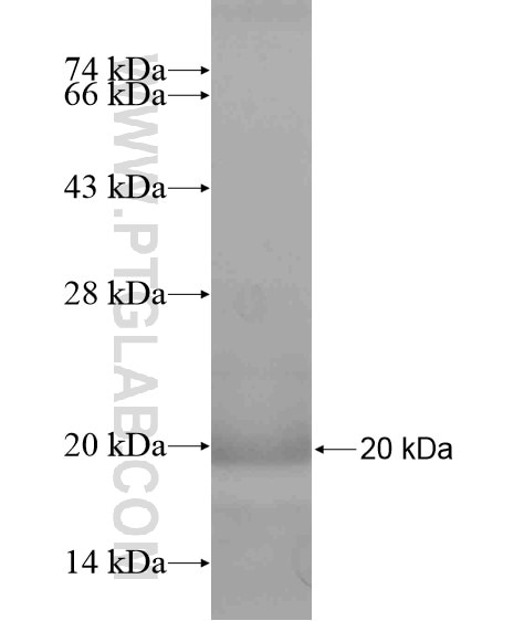 PCMTD1 fusion protein Ag19629 SDS-PAGE