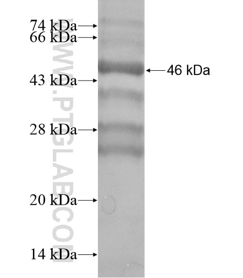 PCMTD1 fusion protein Ag19634 SDS-PAGE