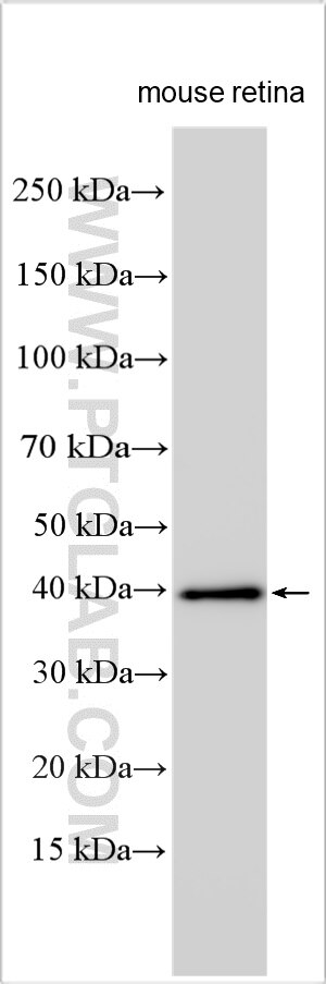 Western Blot (WB) analysis of various lysates using PCMTD2 Polyclonal antibody (21114-1-AP)
