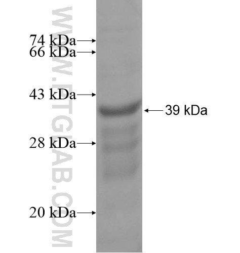 PCMTD2 fusion protein Ag15347 SDS-PAGE