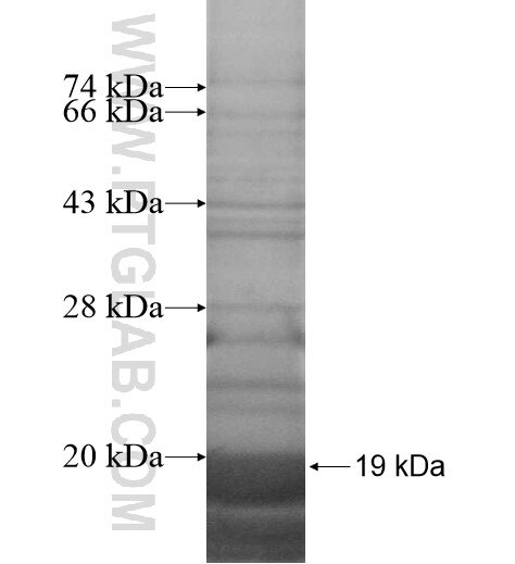 PCMTD2 fusion protein Ag15501 SDS-PAGE