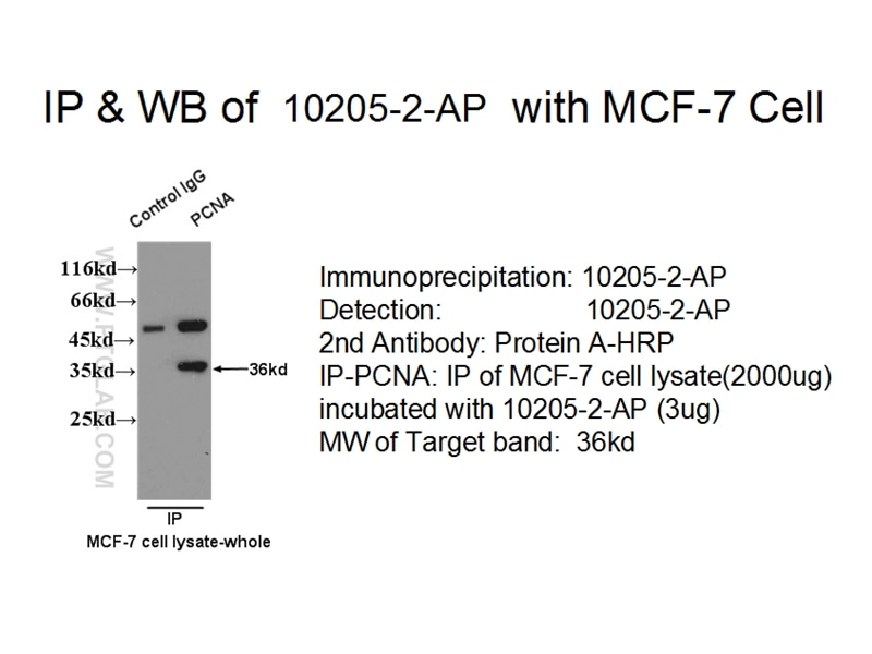 Immunoprecipitation (IP) experiment using PCNA Polyclonal antibody (10205-2-AP)