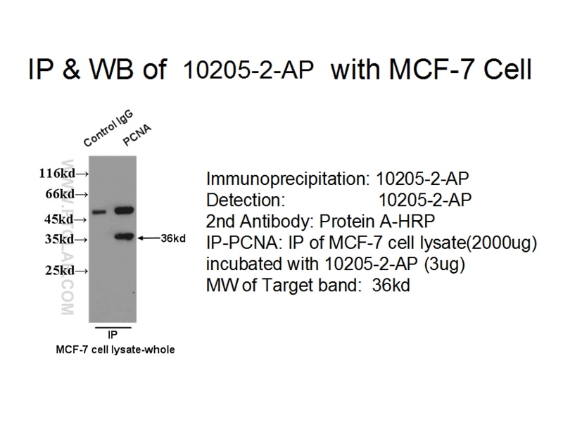 IP experiment using 10205-2-AP