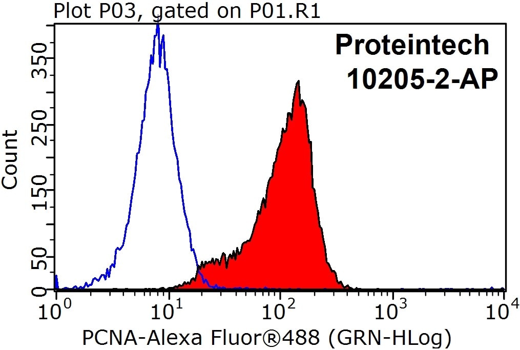 PCNA