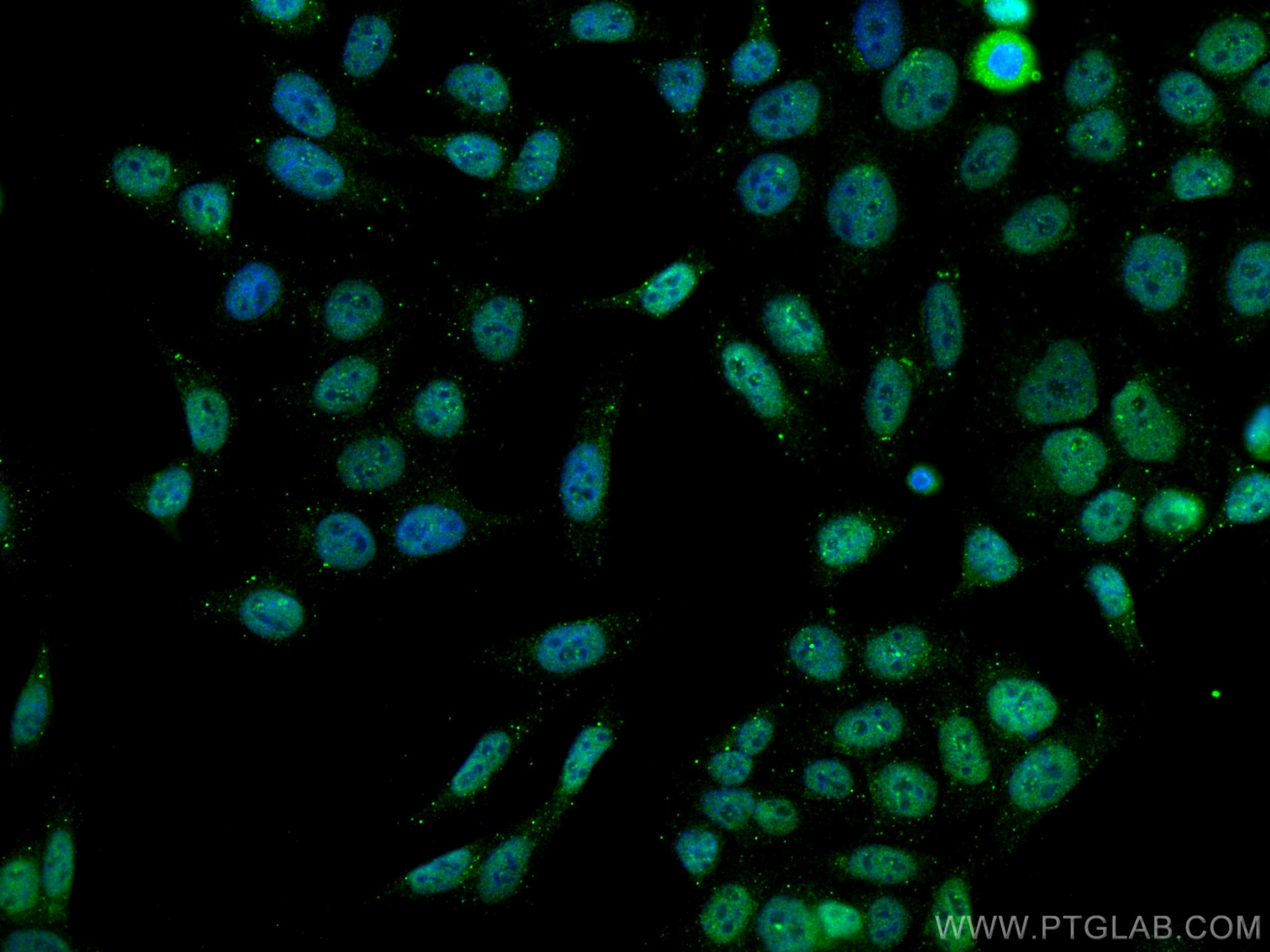 Immunofluorescence (IF) / fluorescent staining of HepG2 cells using PCNA Polyclonal antibody (10205-2-AP)