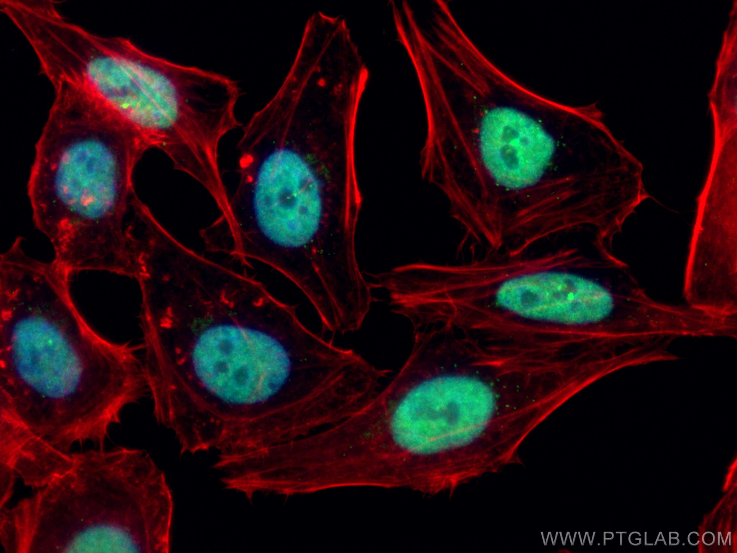 Immunofluorescence (IF) / fluorescent staining of HepG2 cells using PCNA Polyclonal antibody (10205-2-AP)