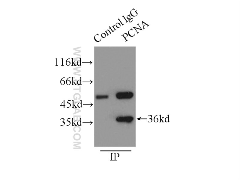 Immunoprecipitation (IP) experiment of MCF-7 cells using PCNA Polyclonal antibody (10205-2-AP)