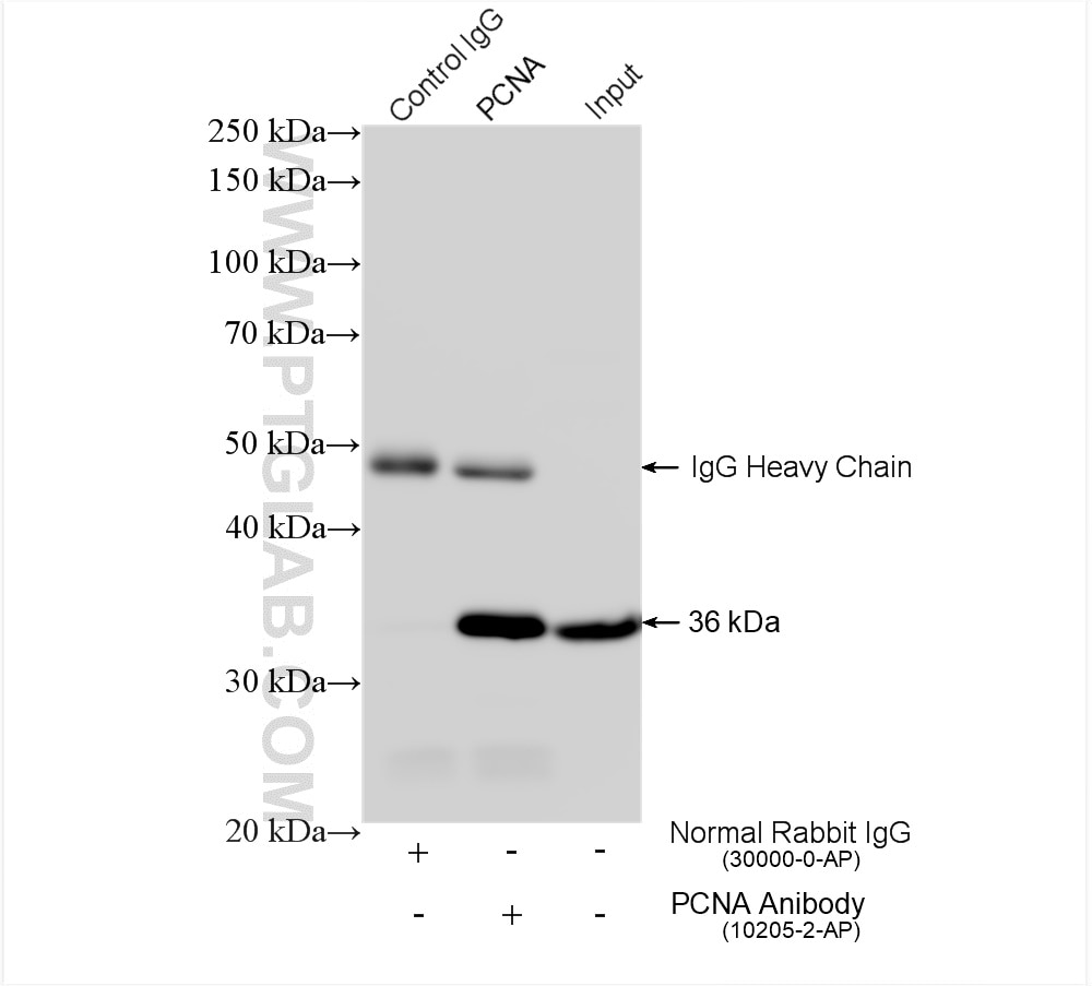 Immunoprecipitation (IP) experiment of MCF-7 cells using PCNA Polyclonal antibody (10205-2-AP)