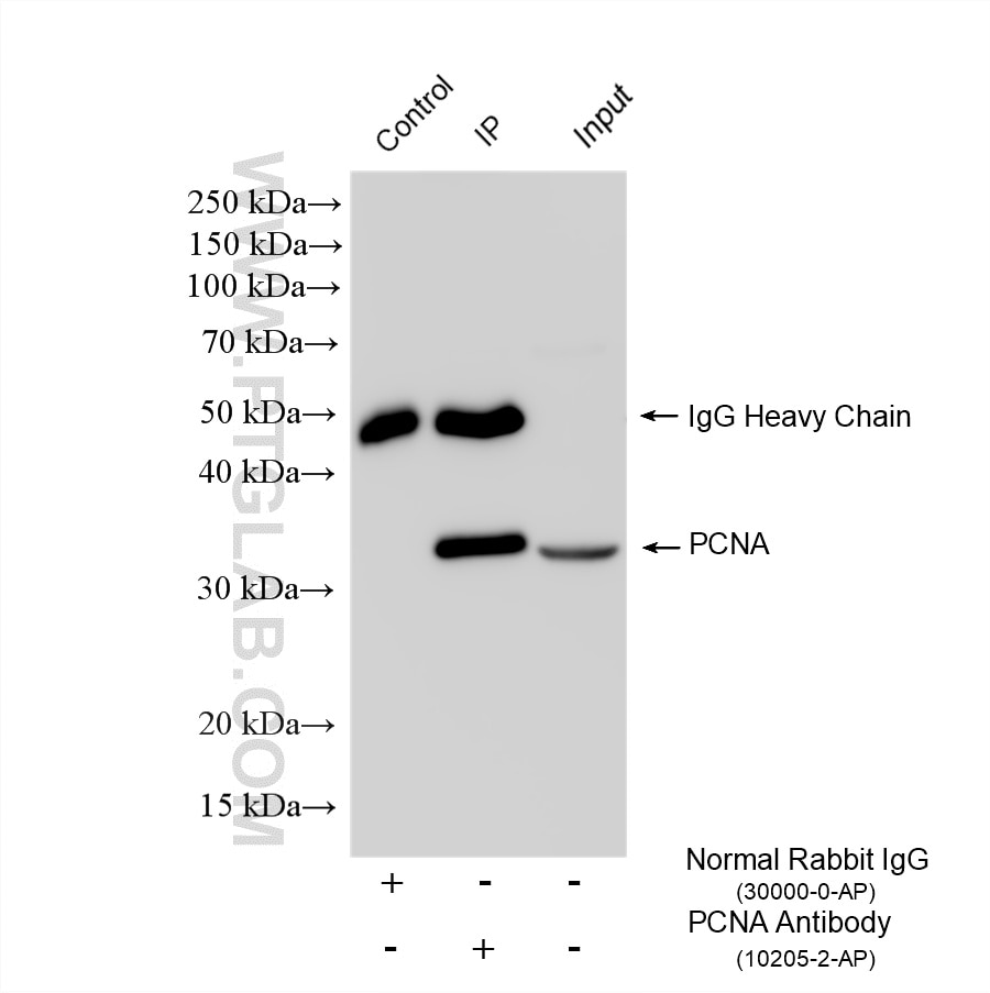 Immunoprecipitation (IP) experiment of HeLa cells using PCNA Polyclonal antibody (10205-2-AP)