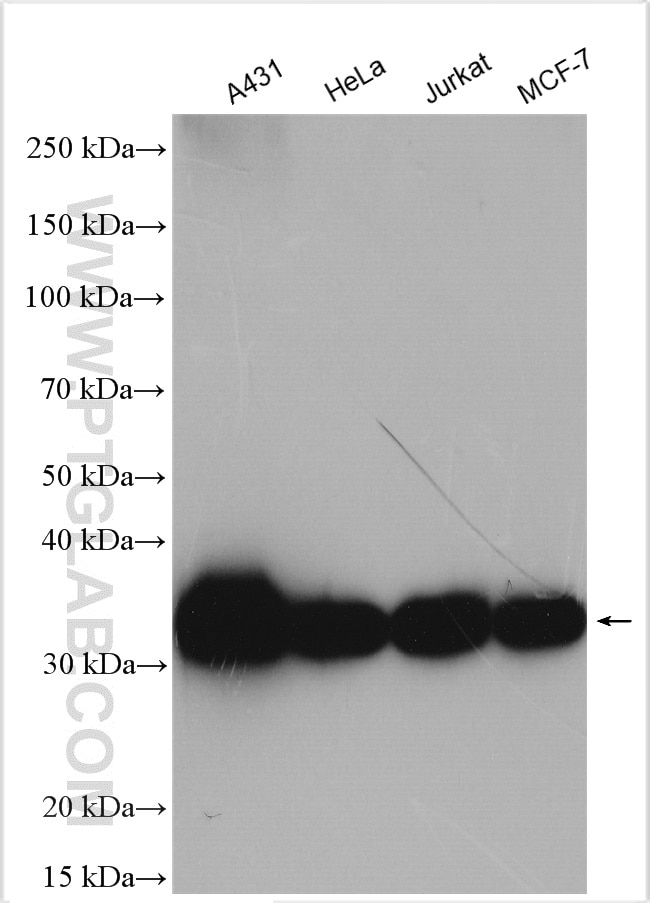 Western Blot (WB) analysis of various lysates using PCNA Polyclonal antibody (10205-2-AP)