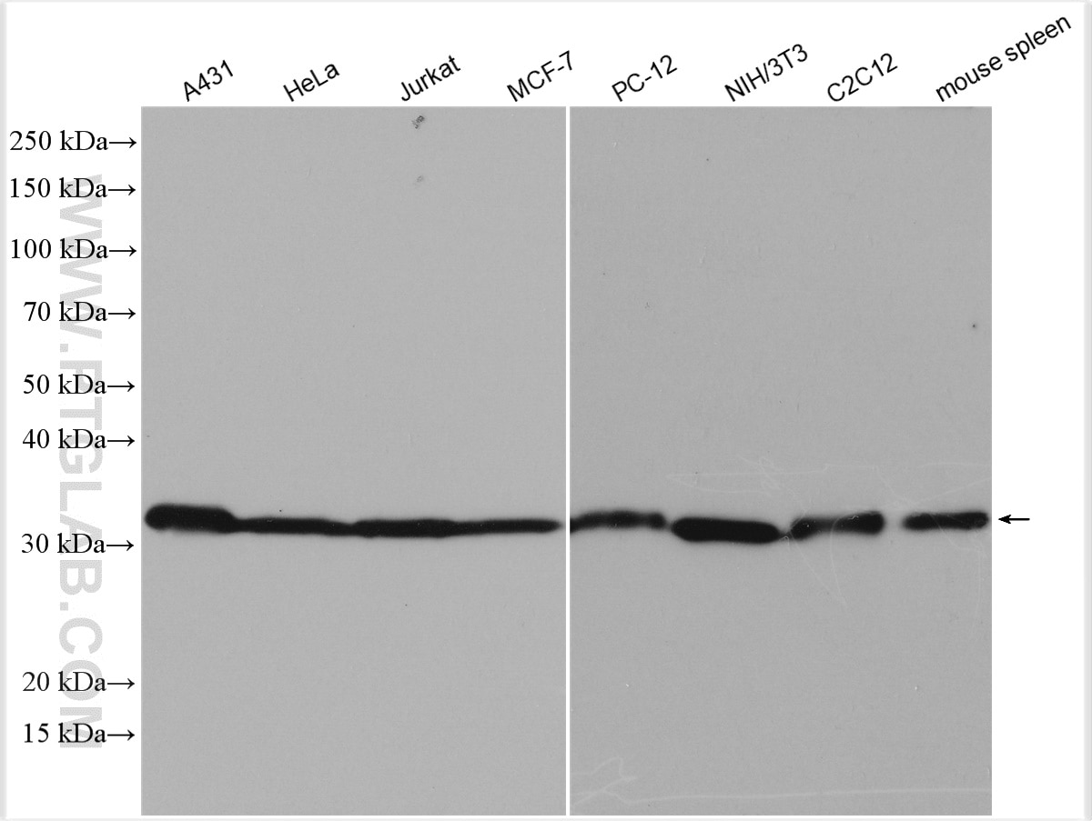 Western Blot (WB) analysis of various lysates using PCNA Polyclonal antibody (10205-2-AP)
