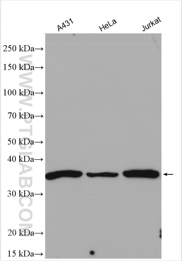 Western Blot (WB) analysis of various lysates using PCNA Polyclonal antibody (10205-2-AP)