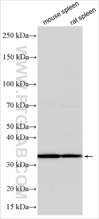 Western Blot (WB) analysis of various lysates using PCNA Polyclonal antibody (10205-2-AP)