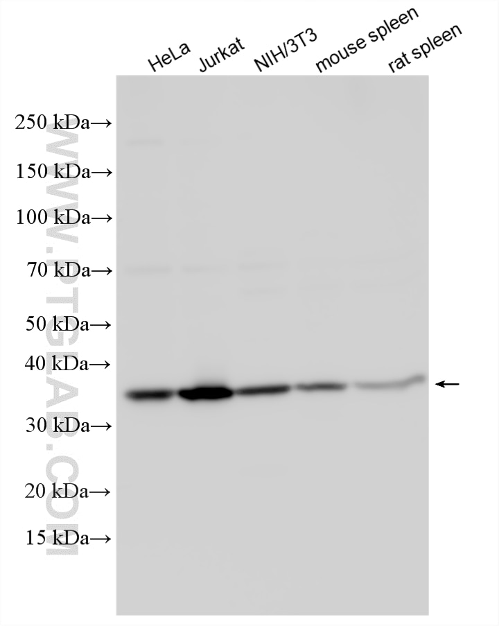 Various lysates were subjected to SDS PAGE followed by western blot with 10205-2-AP (PCNA antibody) at dilution of 1:20000 incubated at room temperature for 1.5 hours. Western Blot (WB) analysis of various lysates using PCNA Polyclonal antibody (10205-2-AP)