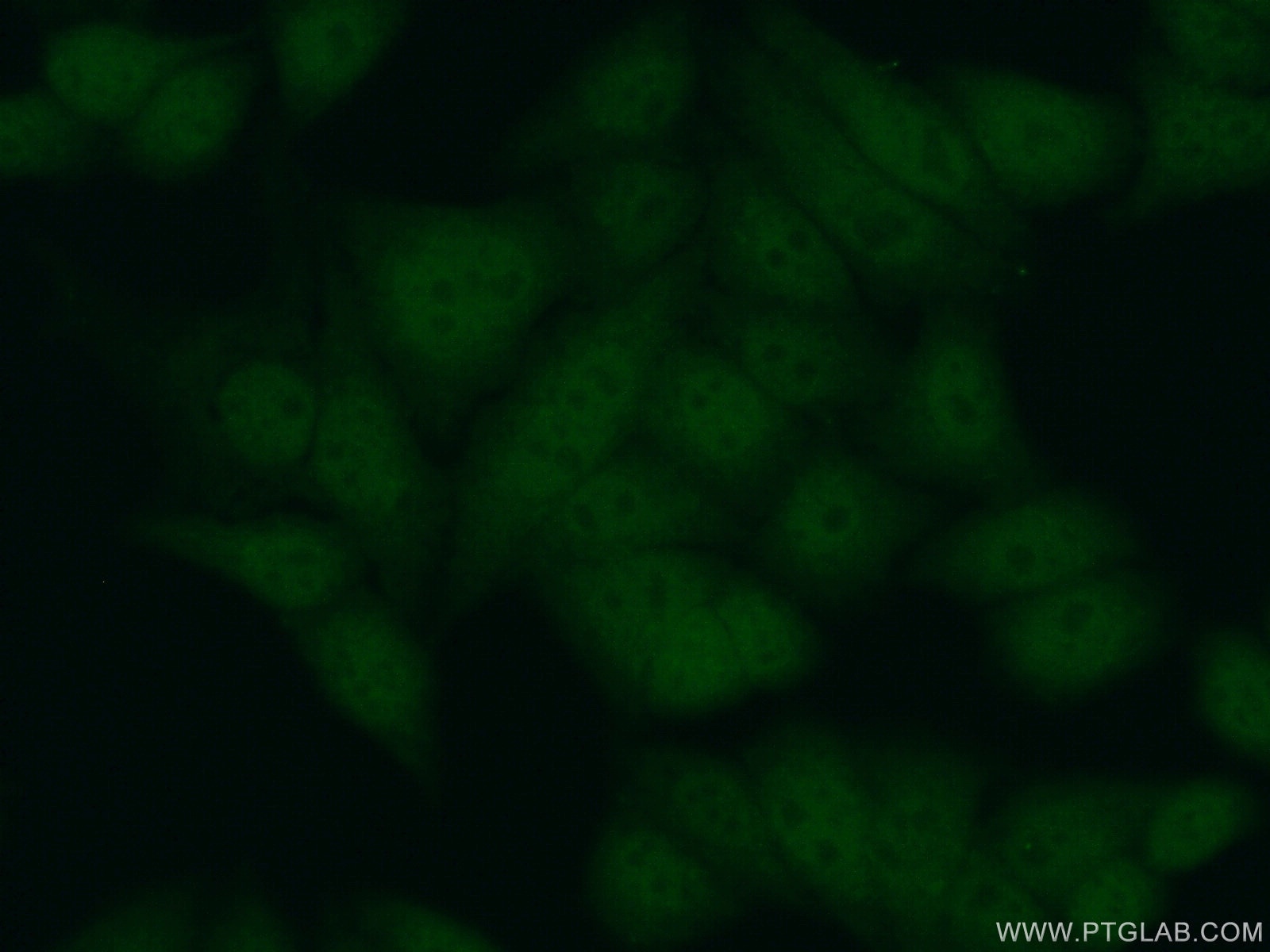 Immunofluorescence (IF) / fluorescent staining of HepG2 cells using PCNA Polyclonal antibody (24036-1-AP)