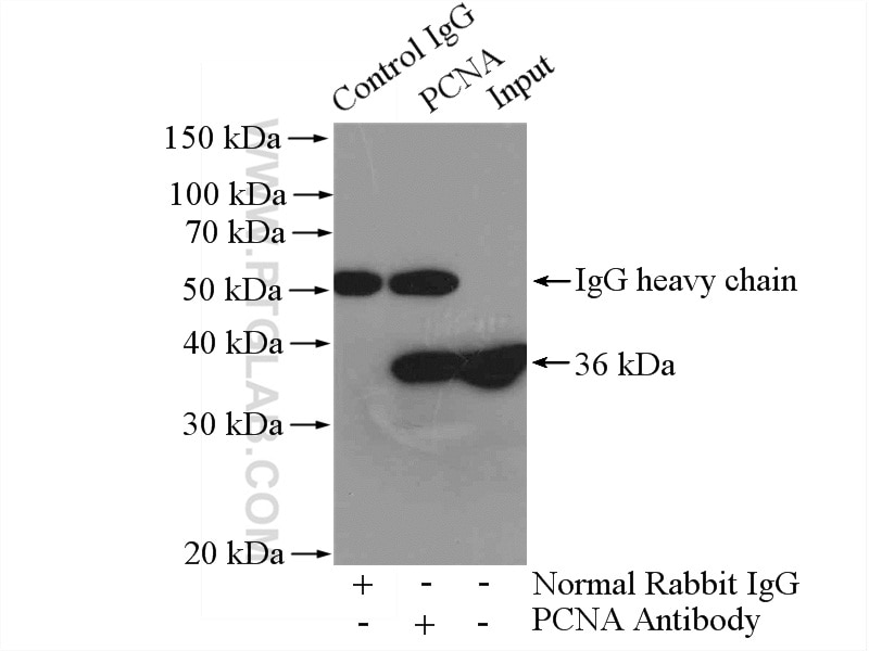 Immunoprecipitation (IP) experiment of HEK-293 cells using PCNA Polyclonal antibody (24036-1-AP)