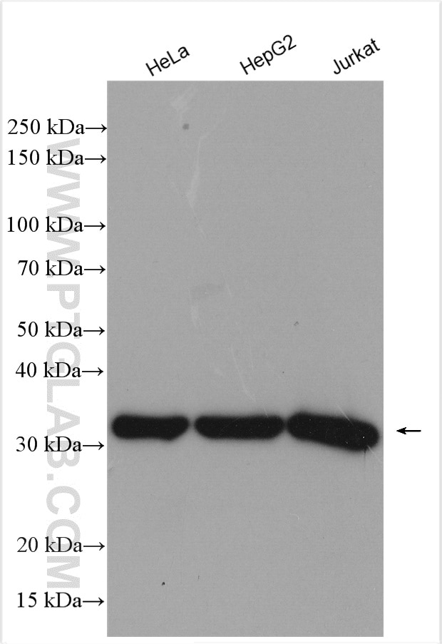 Western Blot (WB) analysis of various lysates using PCNA Polyclonal antibody (24036-1-AP)
