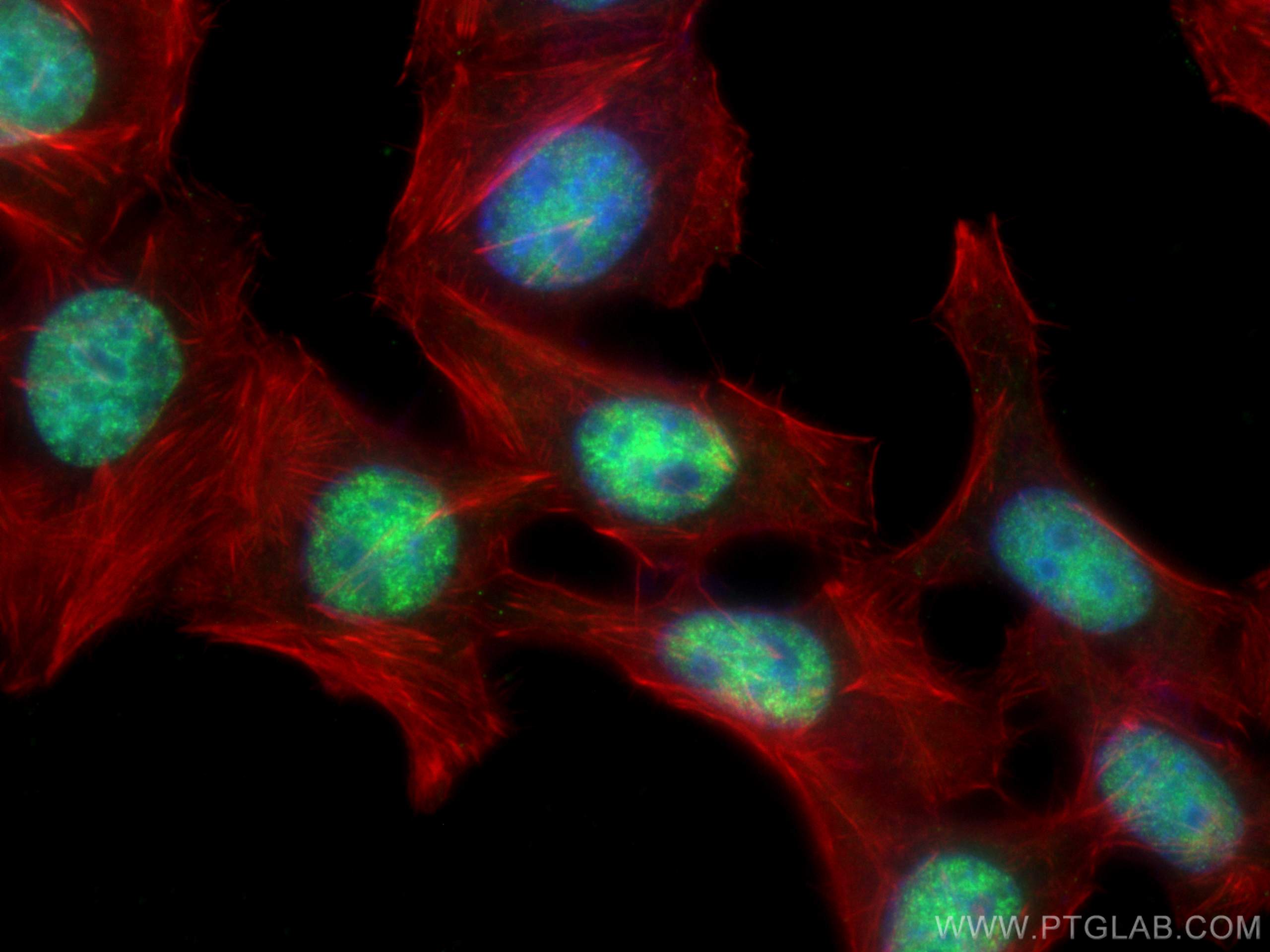 Immunofluorescence (IF) / fluorescent staining of HepG2 cells using PCNA Monoclonal antibody (60097-1-Ig)