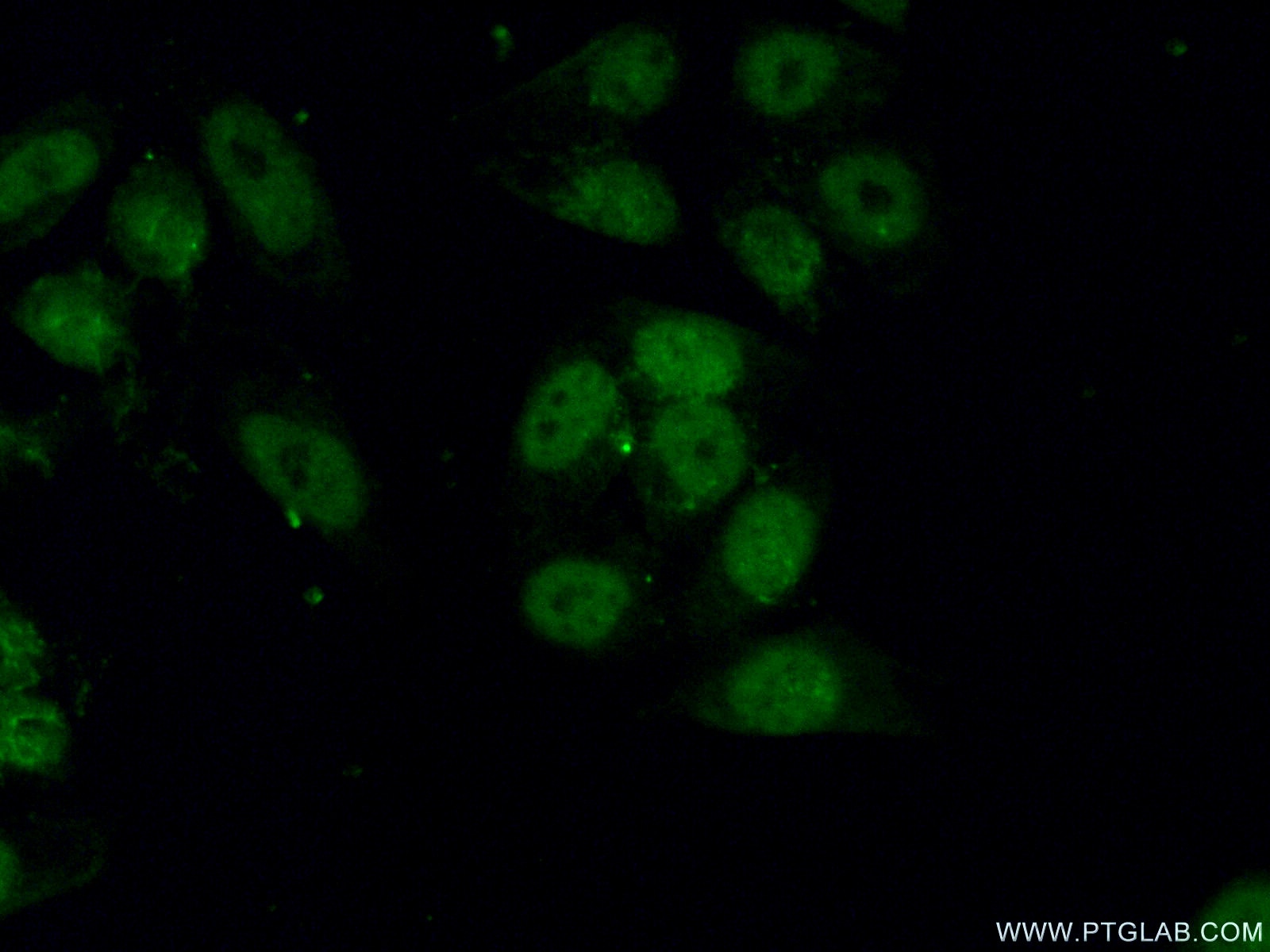 Immunofluorescence (IF) / fluorescent staining of HepG2 cells using PCNA Monoclonal antibody (60097-1-Ig)
