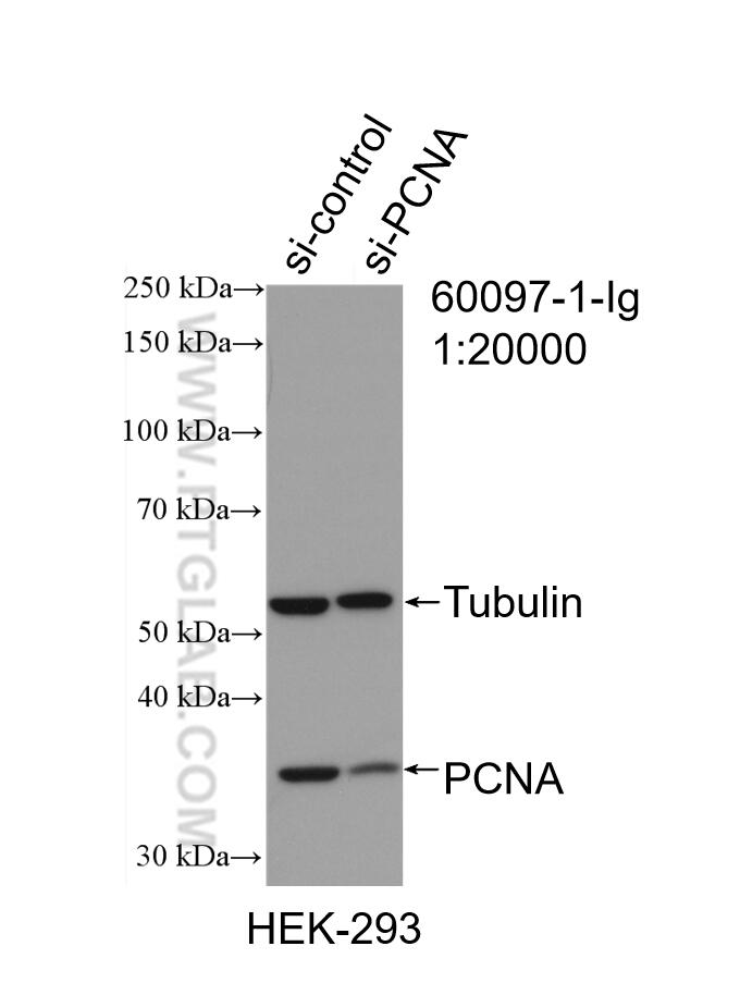 Western Blot (WB) analysis of HEK-293 cells using PCNA Monoclonal antibody (60097-1-Ig)