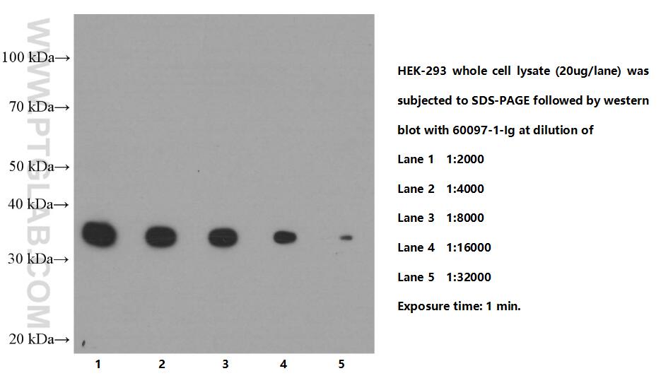 WB analysis of HEK-293 using 60097-1-Ig