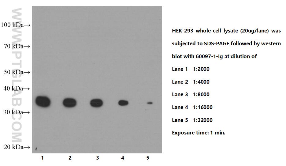 Western Blot (WB) analysis of HEK-293 cells using PCNA Monoclonal antibody (60097-1-Ig)