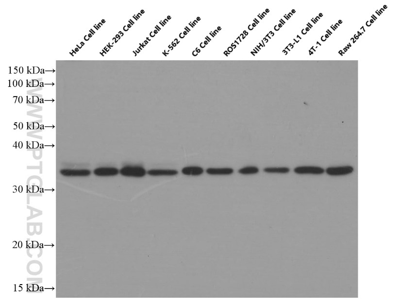 Western Blot (WB) analysis of HeLa cells using PCNA Monoclonal antibody (60097-1-Ig)