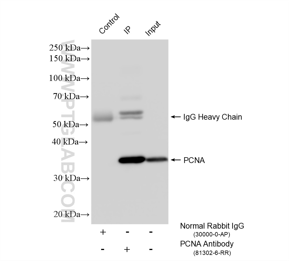 Immunoprecipitation (IP) experiment of MCF-7 cells using PCNA Recombinant monoclonal antibody (81302-6-RR)