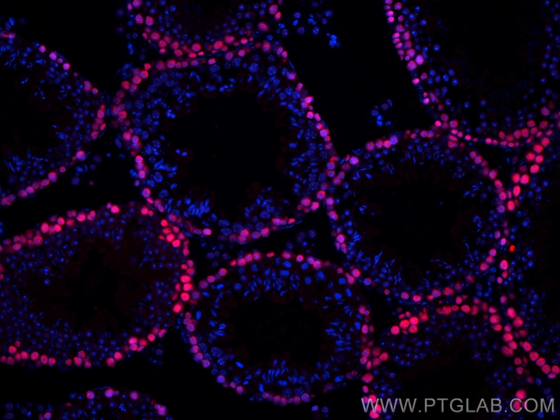 Immunofluorescence (IF) / fluorescent staining of mouse testis tissue using CoraLite®594-conjugated PCNA Polyclonal antibody (CL594-10205)