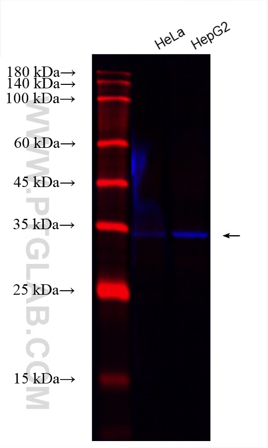 Western Blot (WB) analysis of various lysates using CoraLite® Plus 750-conjugated PCNA Monoclonal anti (CL750-60097)