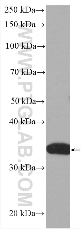 Western Blot (WB) analysis of HEK-293 cells using HRP-conjugated PCNA Monoclonal antibody (HRP-60097)