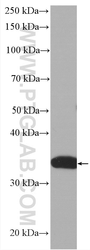 WB analysis of HEK-293 using HRP-60097