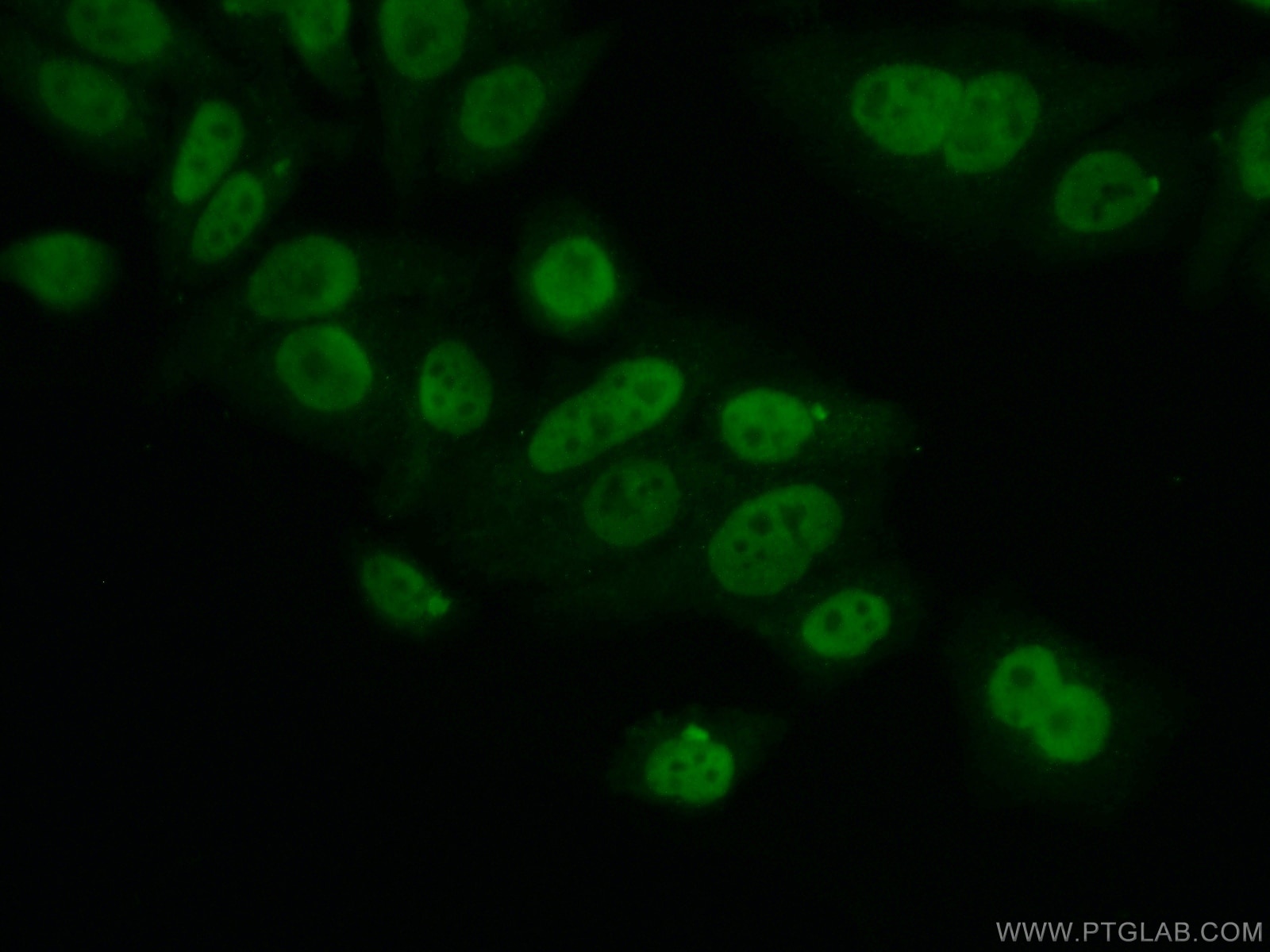 Immunofluorescence (IF) / fluorescent staining of HepG2 cells using PCNP Polyclonal antibody (11180-2-AP)