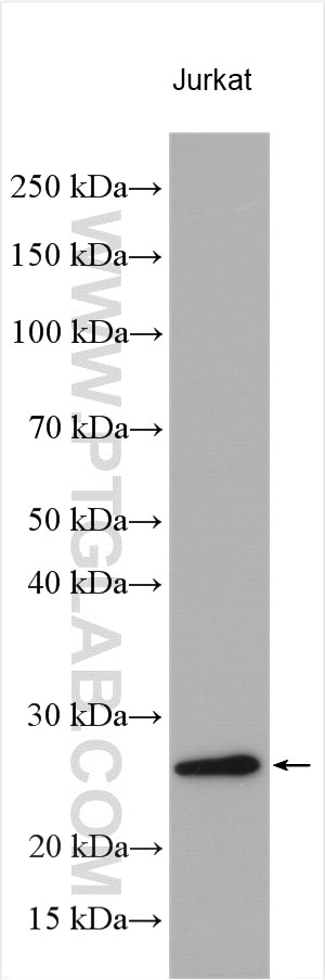 Western Blot (WB) analysis of various lysates using PCNP Polyclonal antibody (11180-2-AP)