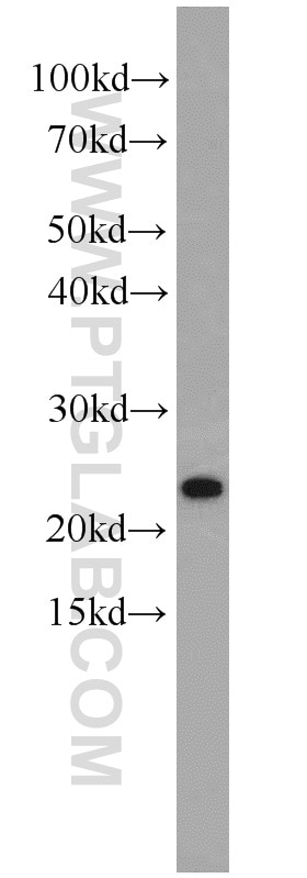 WB analysis of HepG2 using 11180-2-AP