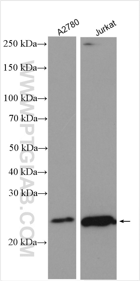 Western Blot (WB) analysis of various lysates using PCNP Polyclonal antibody (29305-1-AP)