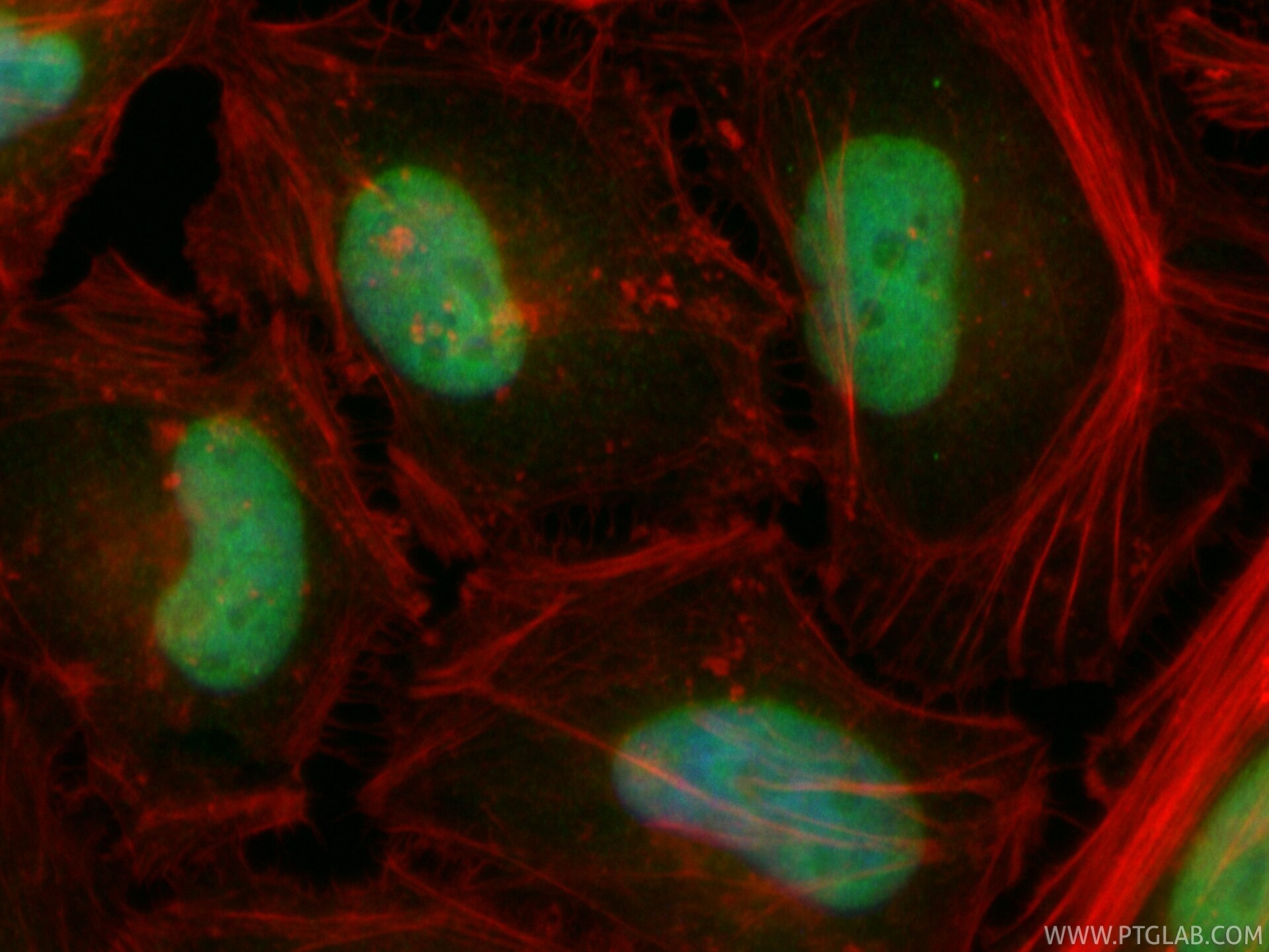 Immunofluorescent analysis of (4% PFA) fixed HeLa cells using CoraLite® Plus 488 PCNP antibody (CL488-86075, Clone: 250576B6 ) at dilution of 1:200, CL594-phalloidin (red). Immunofluorescence (IF) / fluorescent staining of HeLa cells using CoraLite® Plus 488-conjugated PCNP Recombinant mon (CL488-86075)