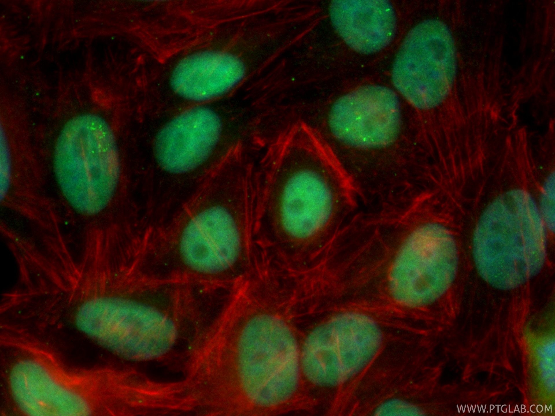 Immunofluorescent analysis of (4% PFA) fixed HepG2 cells using CoraLite® Plus 488 PCNP antibody (CL488-86075, Clone: 250576B6 ) at dilution of 1:200, CL594-phalloidin (red). Immunofluorescence (IF) / fluorescent staining of HepG2 cells using CoraLite® Plus 488-conjugated PCNP Recombinant mon (CL488-86075)