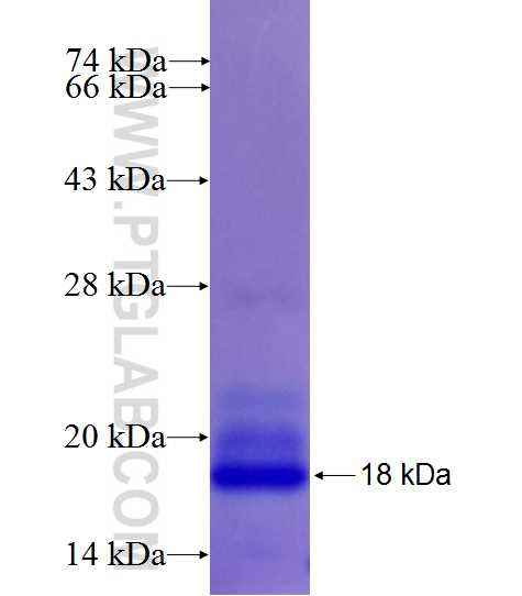 PCNT fusion protein Ag27248 SDS-PAGE
