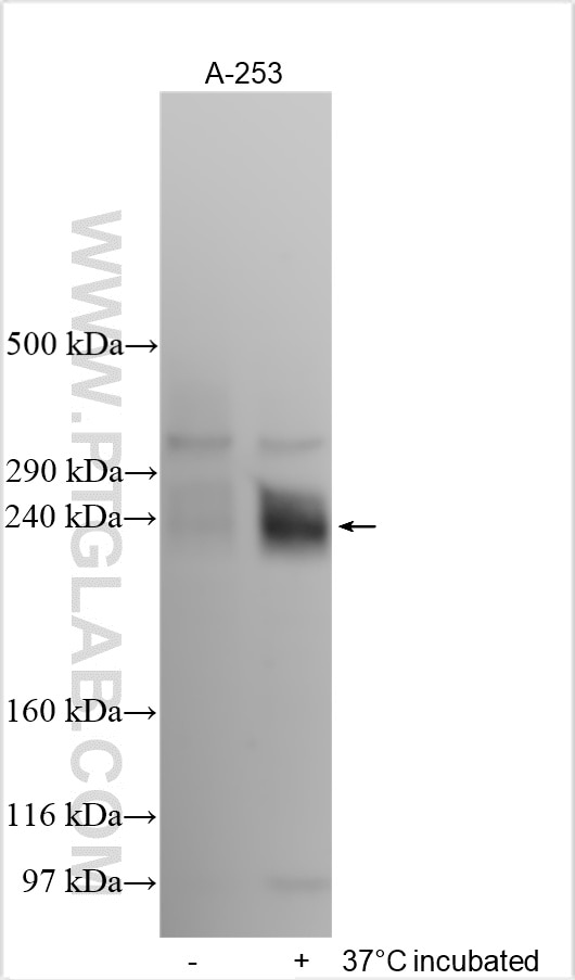 Western Blot (WB) analysis of various lysates using PCNX1 Polyclonal antibody (32431-1-AP)